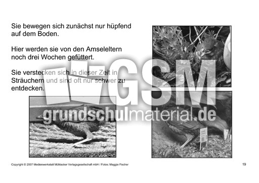 Bilderbuch-Amsel-SW-19.pdf